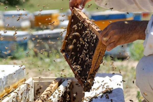 آذربایجان غربی با فراوری بیش از 21 هزار تن عسل رکوردار شد