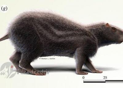 موشِ 80 کیلوگرمی در آمازون کشف شد