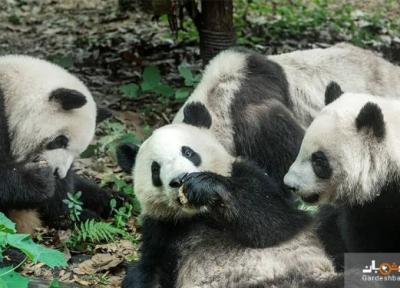 تماشای پانداهای غول پیکر در چین، عکس