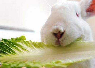 غذای خرگوش خانگی چیست