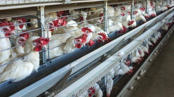 تور اروپا: آنفولانزای مرغی در اروپا، آسیا و آفریقا تکثیر شده است