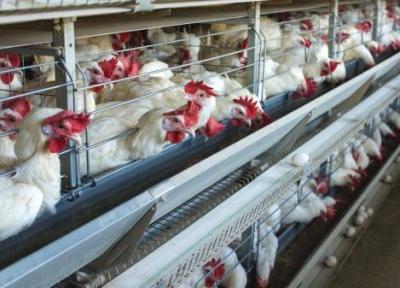 تور اروپا: آنفولانزای مرغی در اروپا، آسیا و آفریقا تکثیر شده است