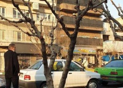 یک توضیح درباره موش های درختی خیابان طالقانی