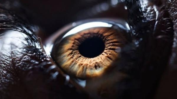 اسکن شبکیه چشم راهی برای تعیین سن زیستی و خطر مرگ