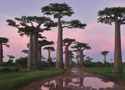 10 جنگل باستانی در سراسر جهان را بشناسید