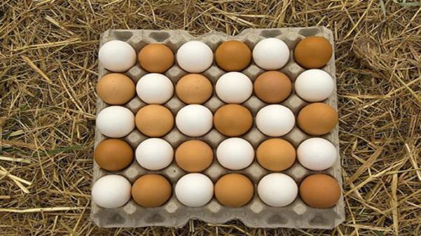 اقدامی با هدف جلوگیری از نگهداری غیر مجاز تخم مرغ در مرغداری ها
