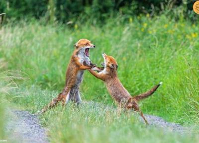 عکاسی از دعوای شدید روباه ها با لباس استتار