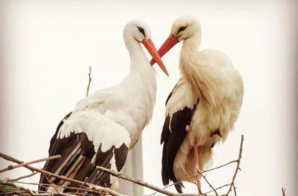 داستان واقعی لک لک های عاشق کرواسی ، سفر بیست سالهٔ کلیپتان برای عشق به مالنا