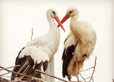 داستان واقعی لک لک های عاشق کرواسی ، سفر بیست سالهٔ کلیپتان برای عشق به مالنا