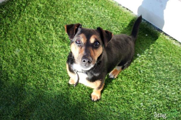 آیا چمن مصنوعی خطری برای حیوانات دارد یا نه؟